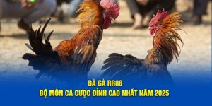 Đá Gà RR88 - Bộ Môn Cá Cược Đỉnh Cao Nhất Năm 2025