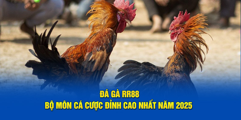 Đá Gà RR88 - Bộ Môn Cá Cược Đỉnh Cao Nhất Năm 2025